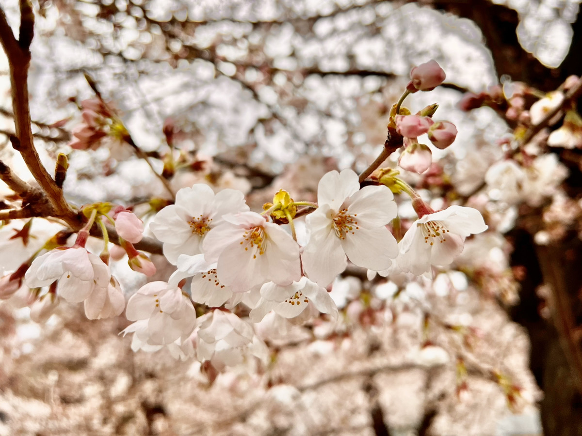 🌸春分の日🌸