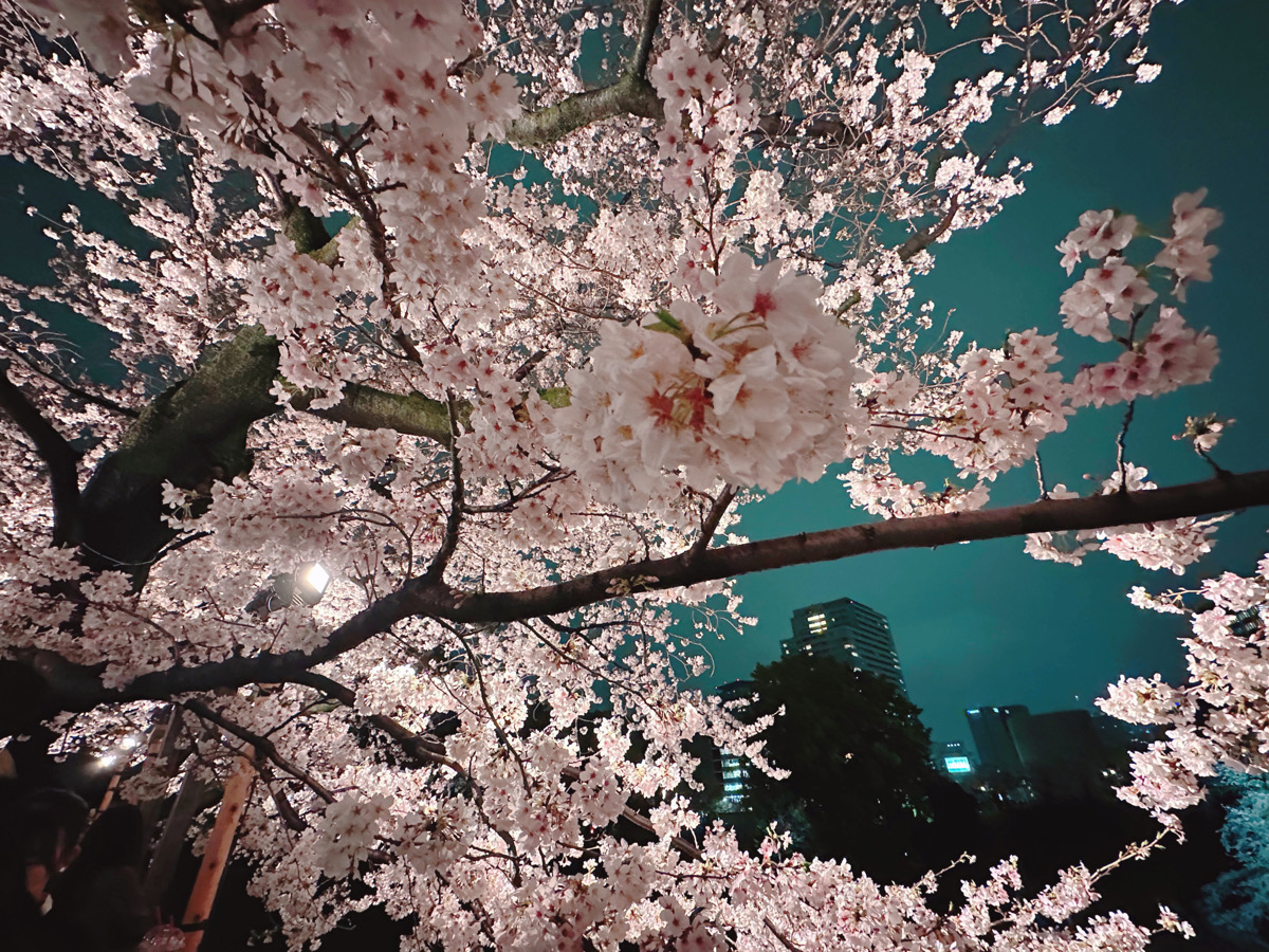 桜