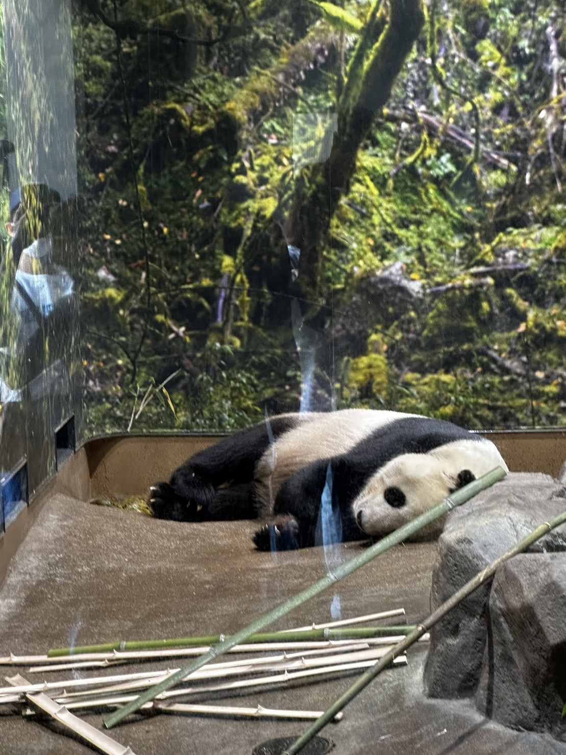 上野動物園🐼