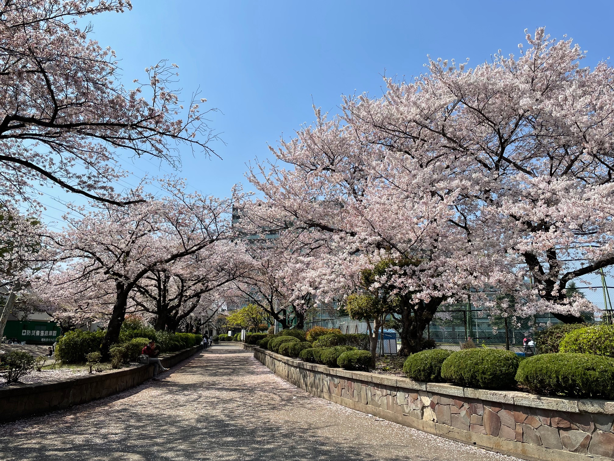 桜の開花