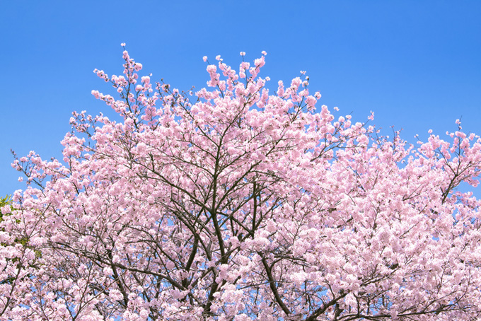 桜が満開です