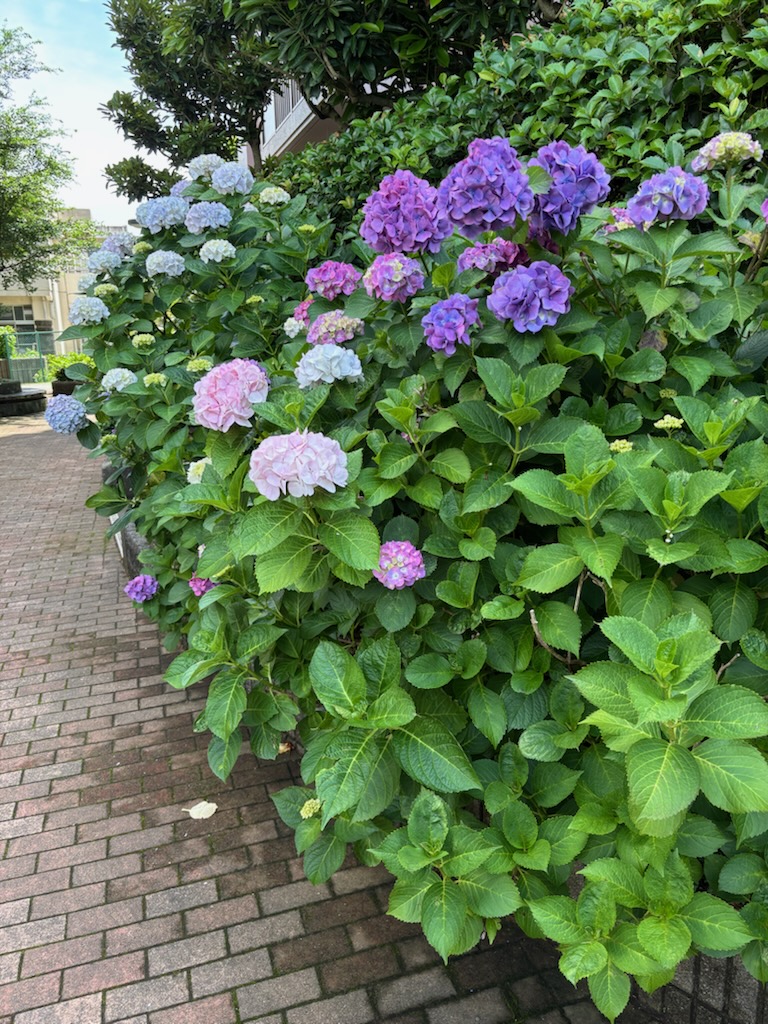 紫陽花のように
