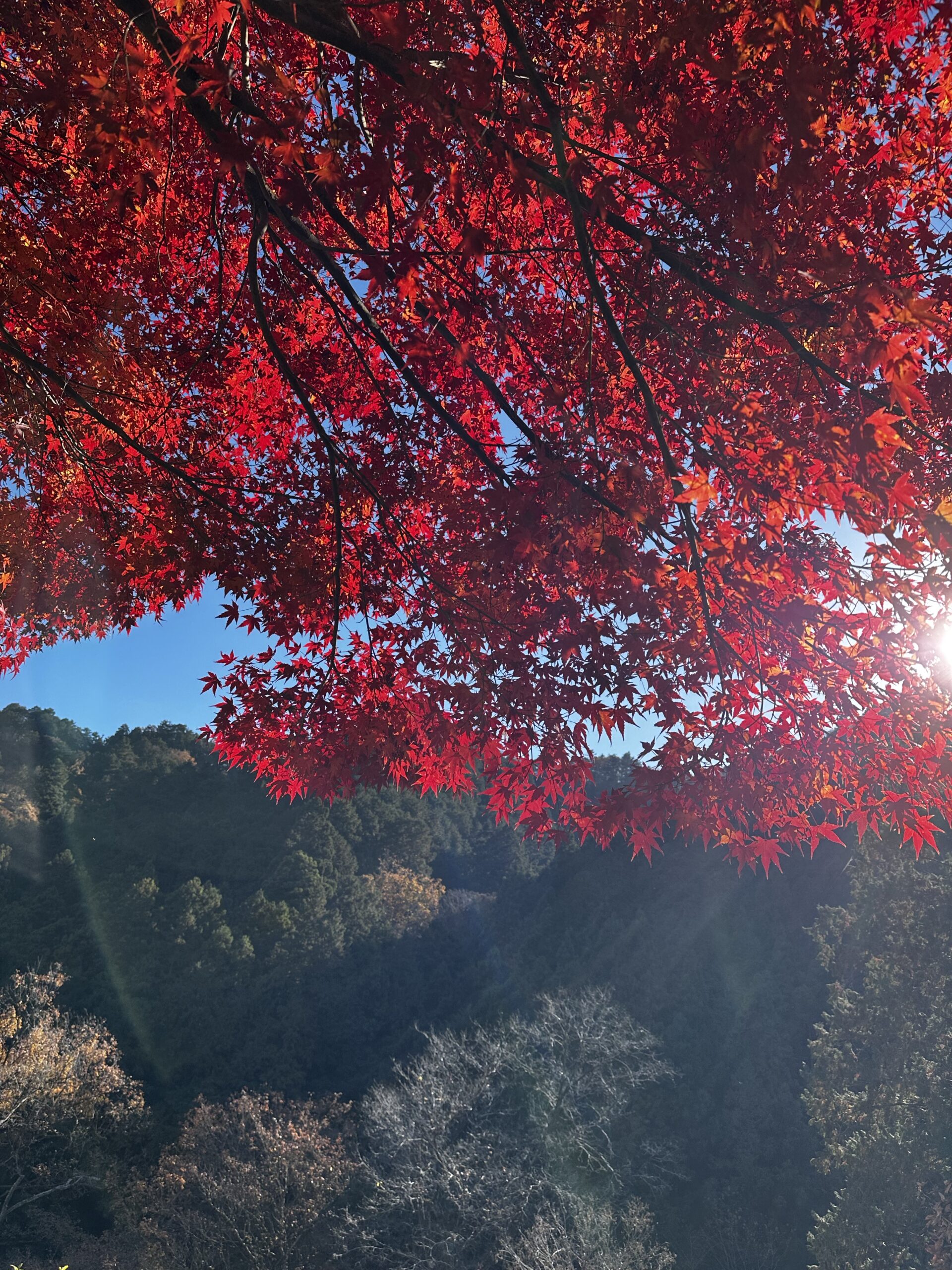 奥多摩で晩秋の紅葉を満喫しました。