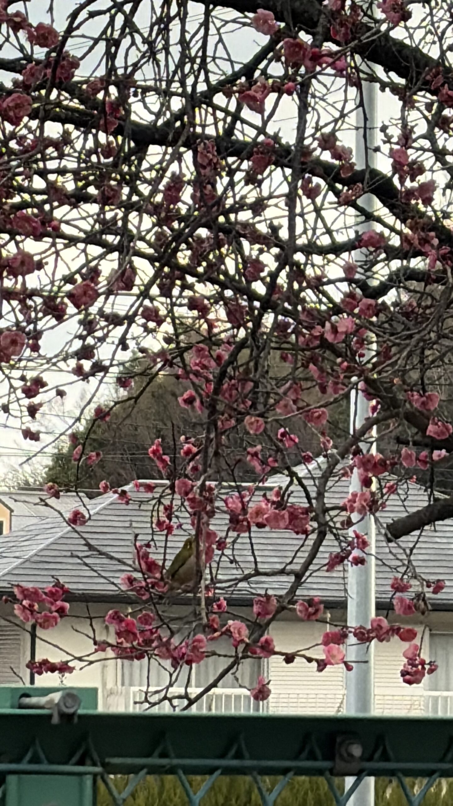 亡き母からの電話