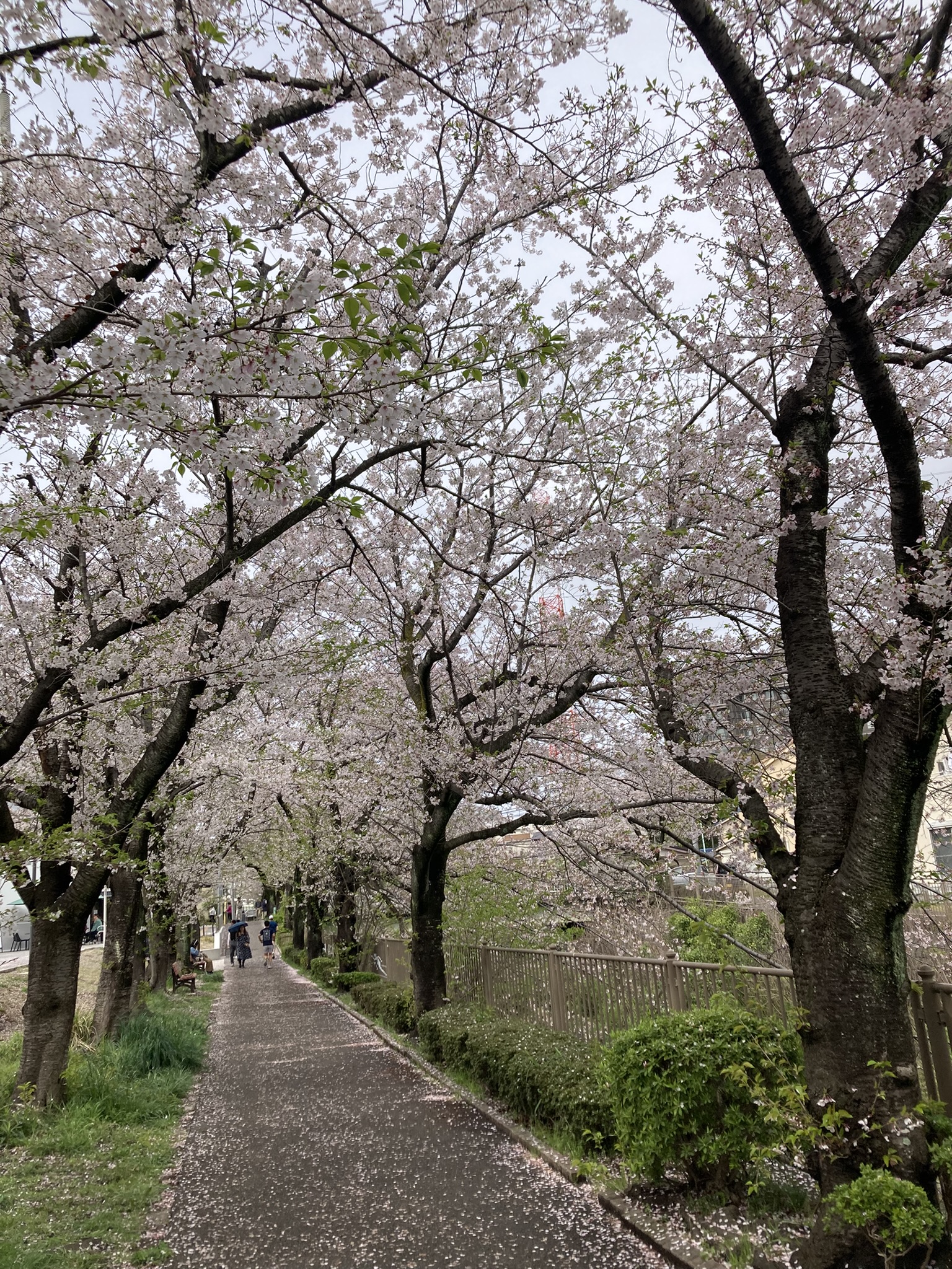 今年の桜